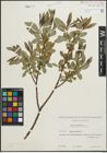 Foto von Salix pentandra L.